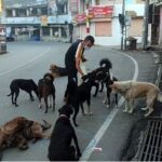 Pawsitive change: Apex court relief on stray dogs brings joy to dog lovers – The Tribune